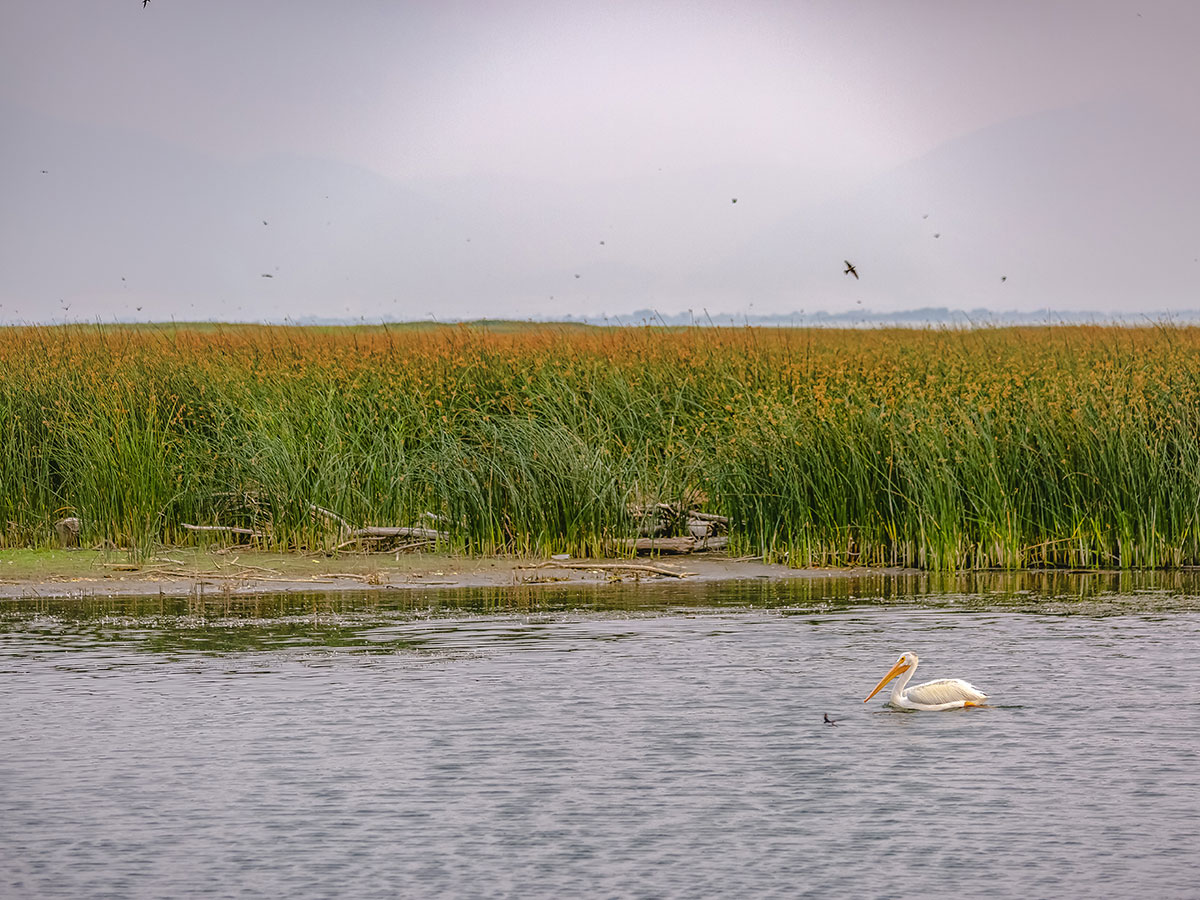 pelicans wetland