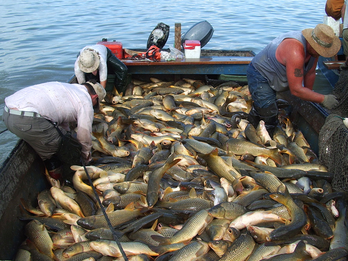 June Sucker Recovery Implementation  Utah Lake - Managing Non-Native Fish