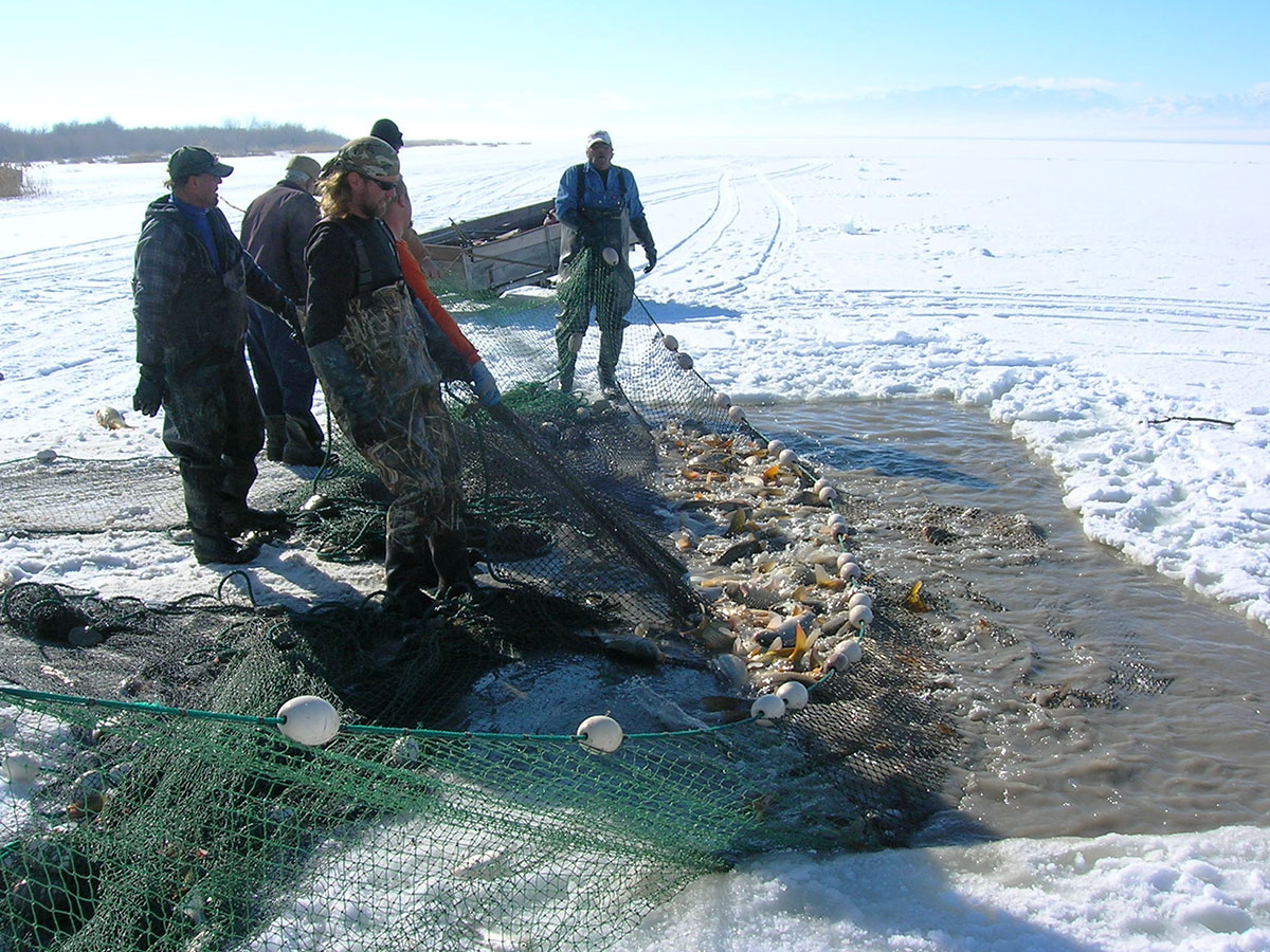 Carp ice fishing