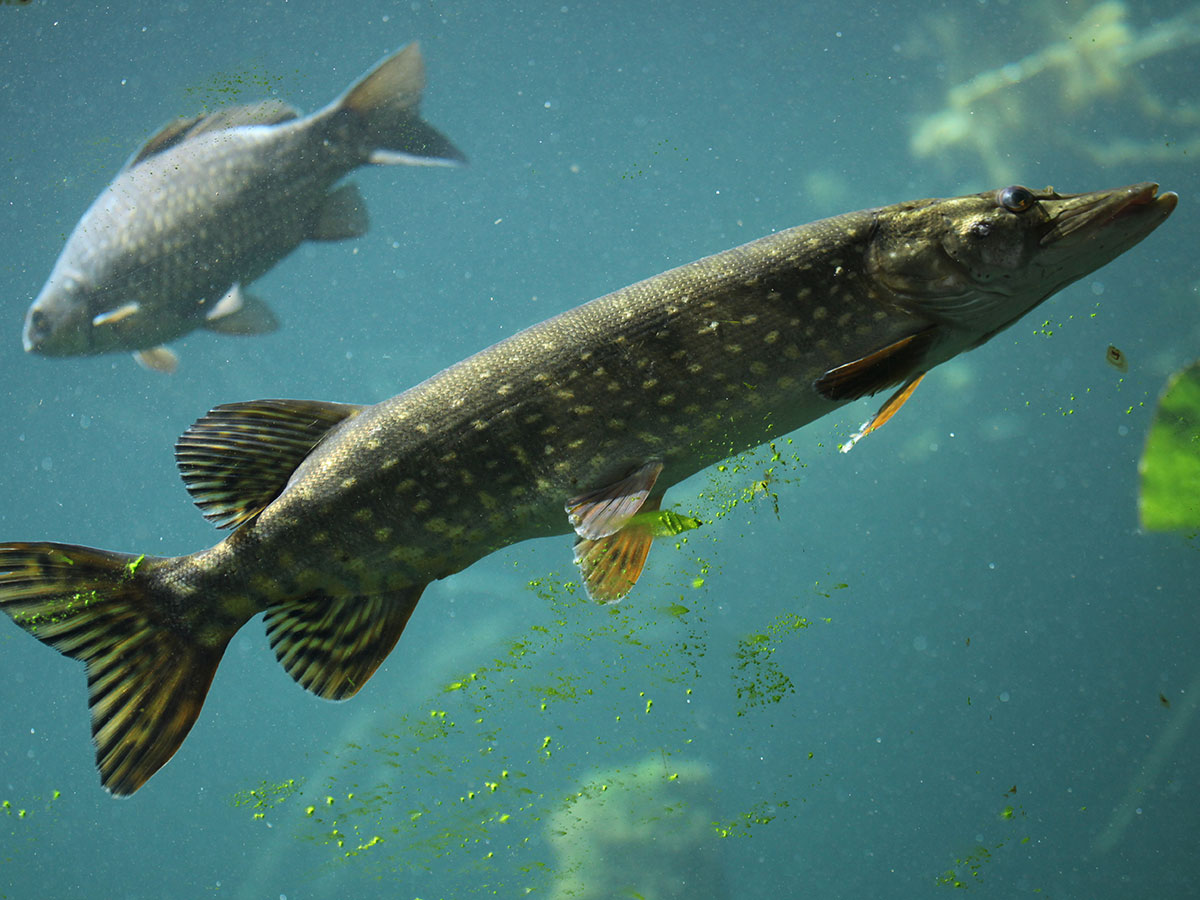 Feed And Grow Fish : Pike