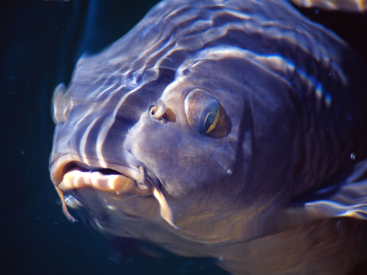 Benefits of Native Fish - Fish & Fishing (U.S. National Park Service)